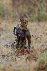 Leopard Linyanti-Region, Botswana