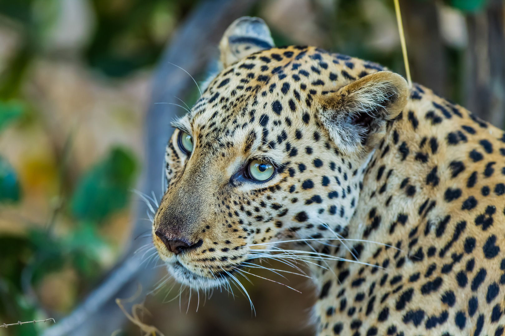 Leopard Linyanti-Region, Botswana