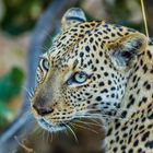 Leopard Linyanti-Region, Botswana