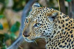 Leopard Linyanti-Region, Botswana