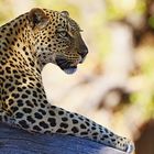 Leopard Linyanti-Region, Botswana