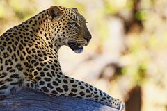 Leopard Linyanti-Region, Botswana