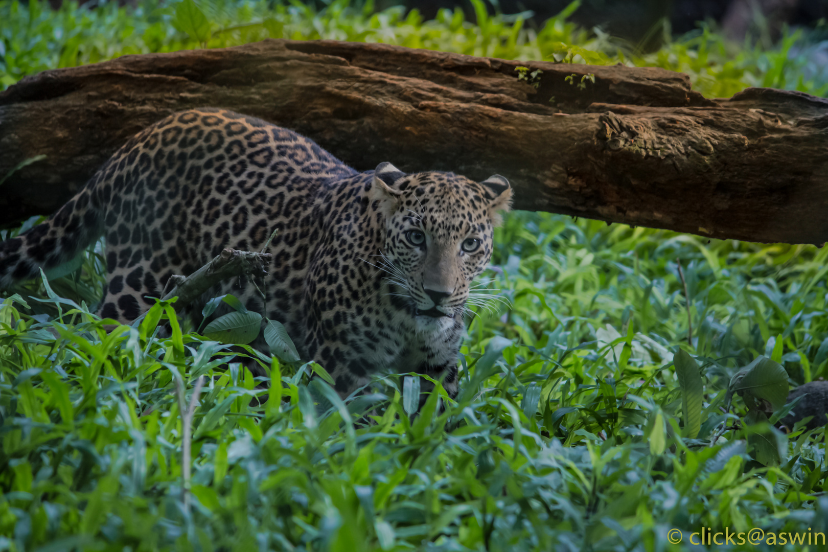 Leopard Looks