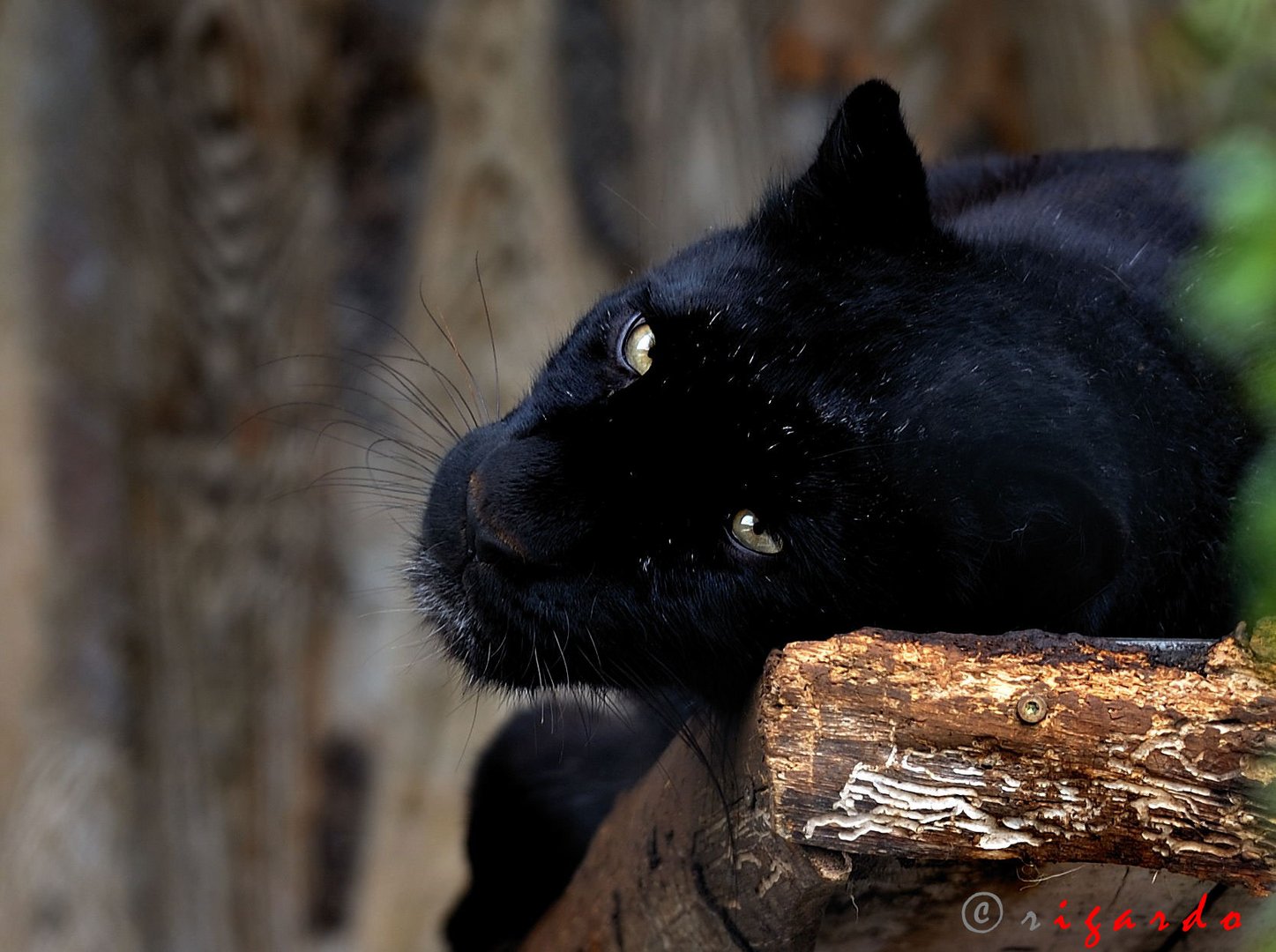 Leopard mal in schwarz ..