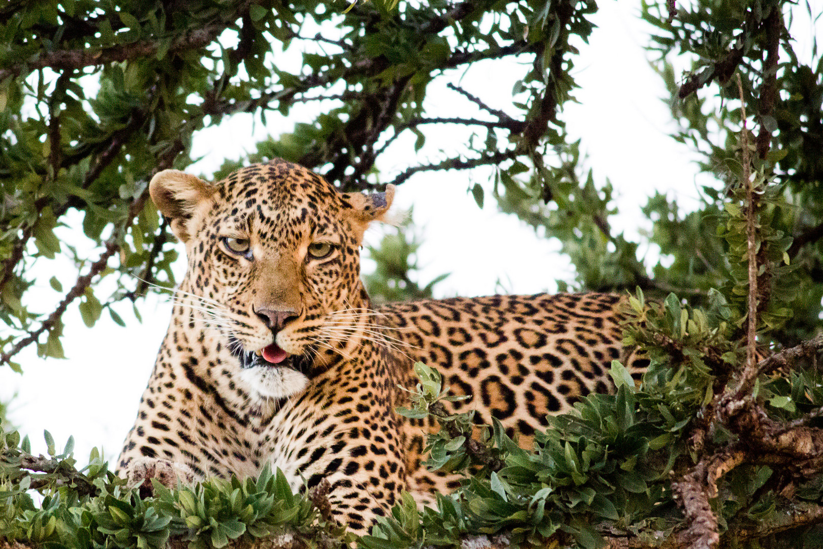 Leopard, Masai Mara