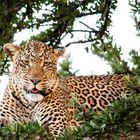 Leopard, Masai Mara