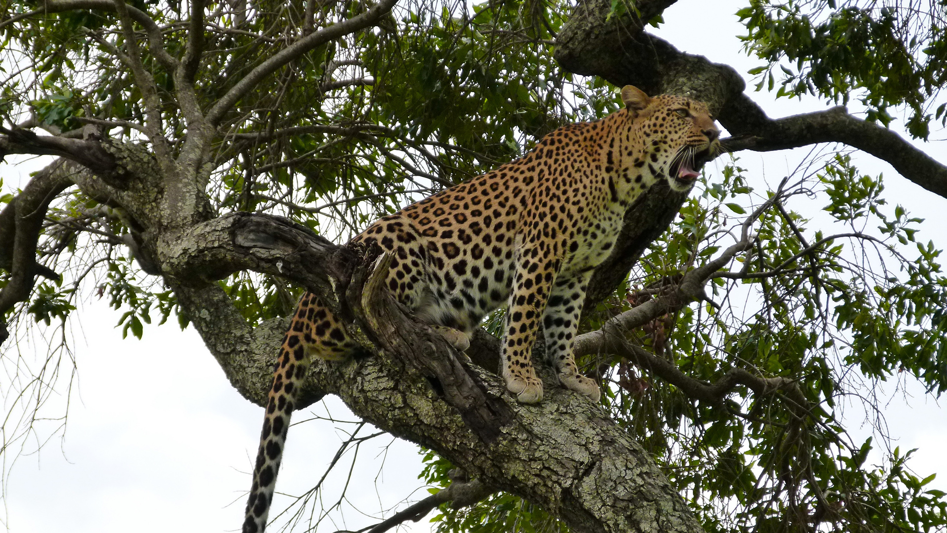 Leopard Masai Mara Feb 2014