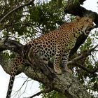 Leopard Masai Mara Feb 2014