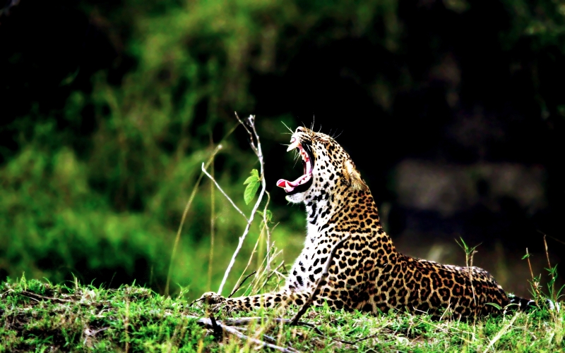 Léopard - Masai Mara / Kenya - Après la sieste !