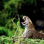 Léopard - Masai Mara / Kenya - Après la sieste !