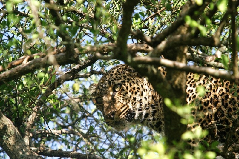 Léopard - Masai Mara / Kenya - Caché !