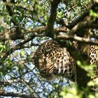 Léopard - Masai Mara / Kenya - Caché !