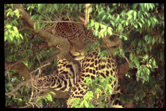 Leopard, Masai Mara, Kenya - (I am watching you!)