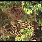 Leopard, Masai Mara, Kenya - (I am watching you!)