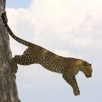 Léopard - Masai Mara / Kenya - Taking off ...