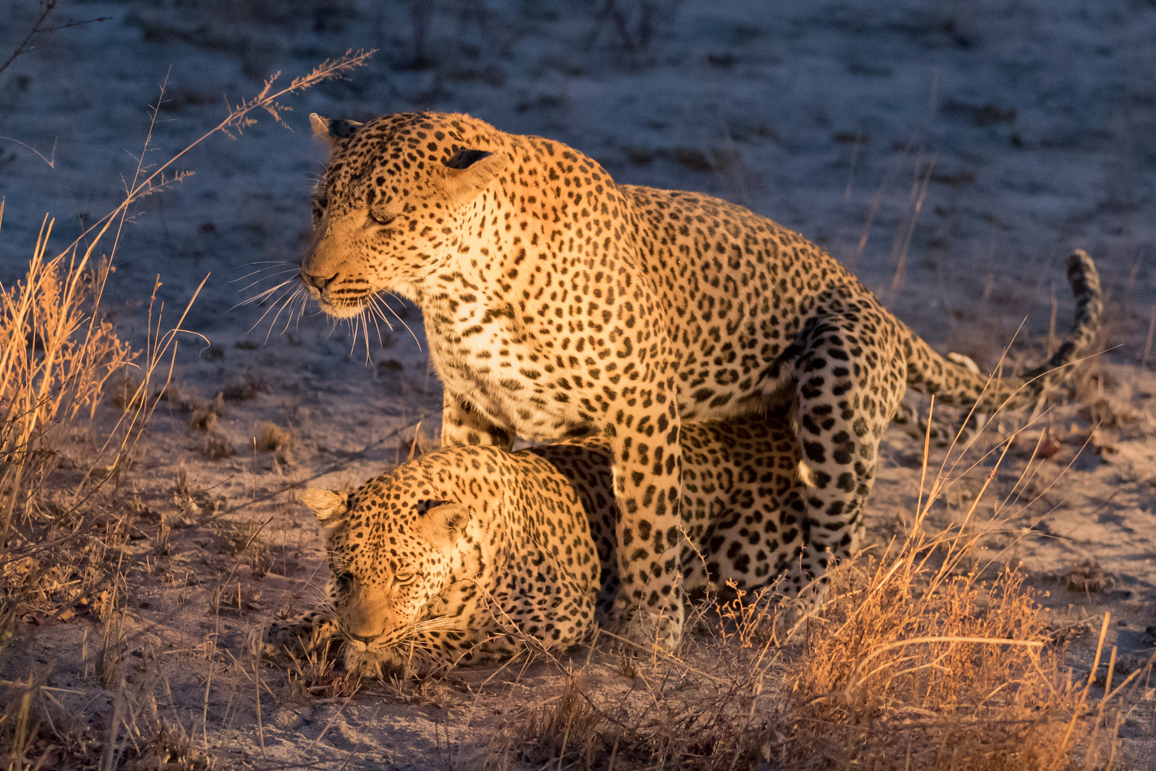  Leopard mating in the night