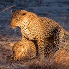  Leopard mating in the night