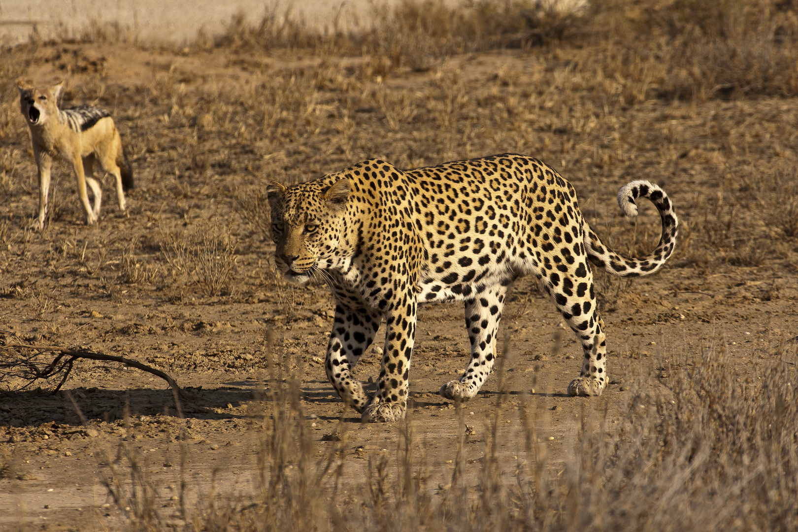 Leopard mit Begleitung