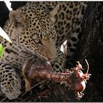 Leopard mit Beute (1)