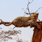 Leopard mit Beute