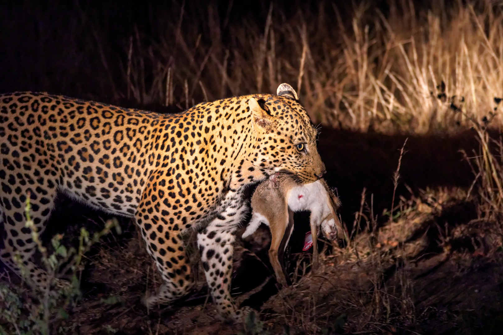 Leopard mit Beute