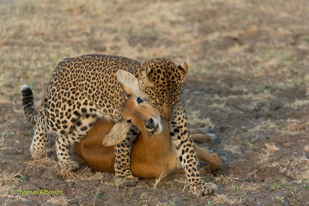 Leopard mit Beute