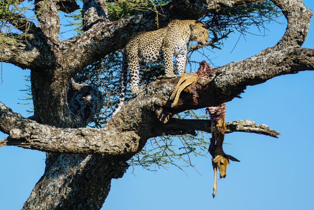 Leopard mit Beute