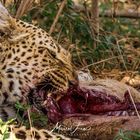 Leopard mit Beute