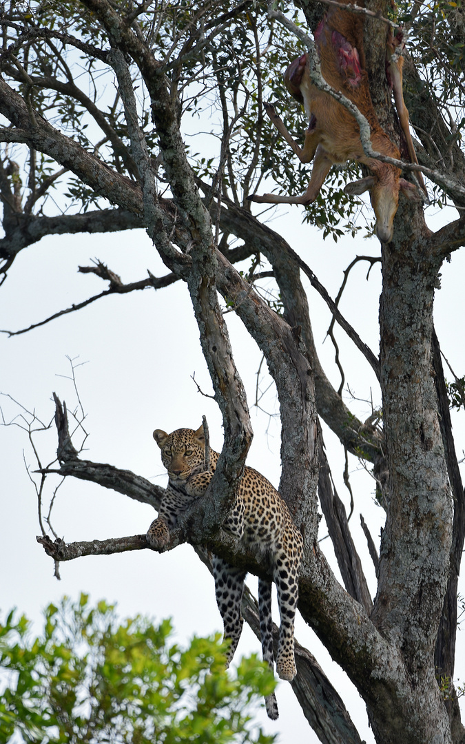 Leopard mit Beute