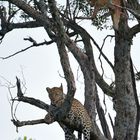 Leopard mit Beute