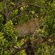 Leopard mit Beute im Baum