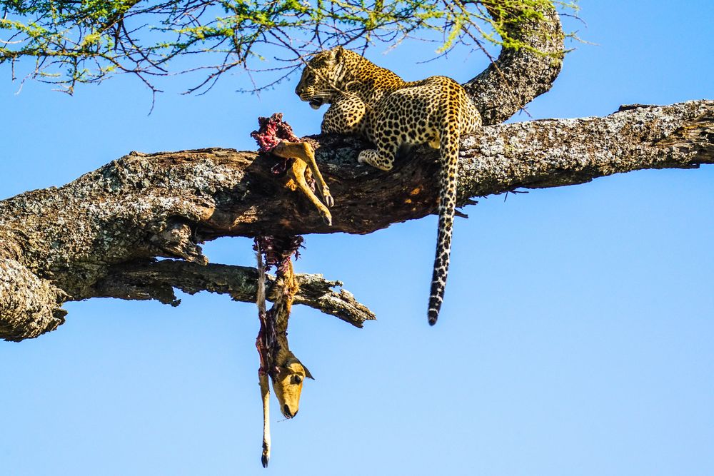 Leopard mit Beute im Baum