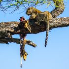 Leopard mit Beute im Baum