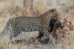 Leopard mit Beute, Linyanti-Region, Botswana