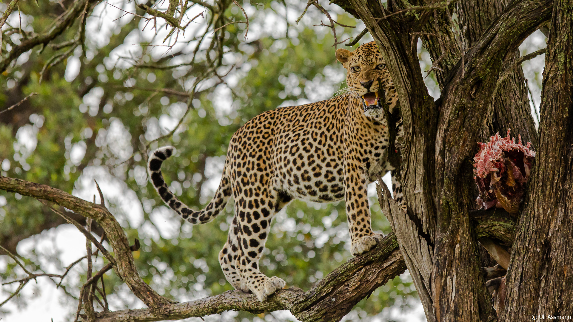 Leopard mit den Resten seiner Beute