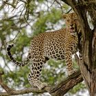 Leopard mit den Resten seiner Beute