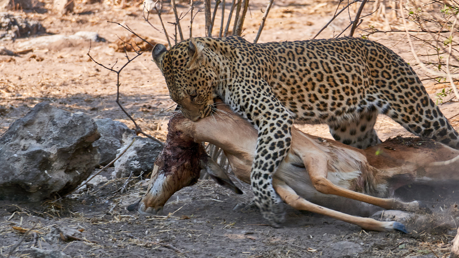 Leopard mit einem erbeuteten Impala