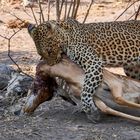 Leopard mit einem erbeuteten Impala