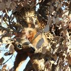 Leopard mit erbeuteter Puku Antilope im Kafue Nationalpark