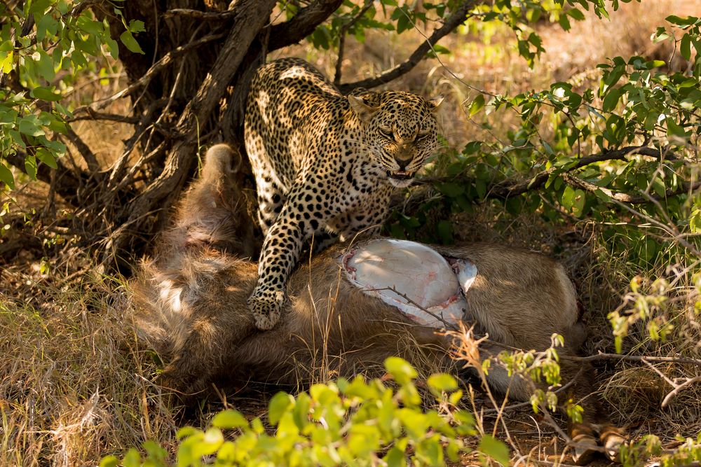 Leopard mit erlegtem Wasserbock