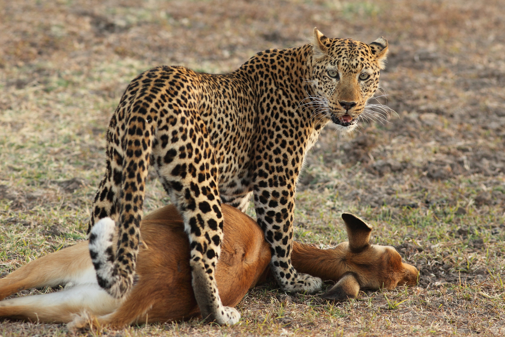 Leopard mit erlegter Antilope (Puku) 2