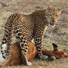 Leopard mit erlegter Antilope (Puku) 2