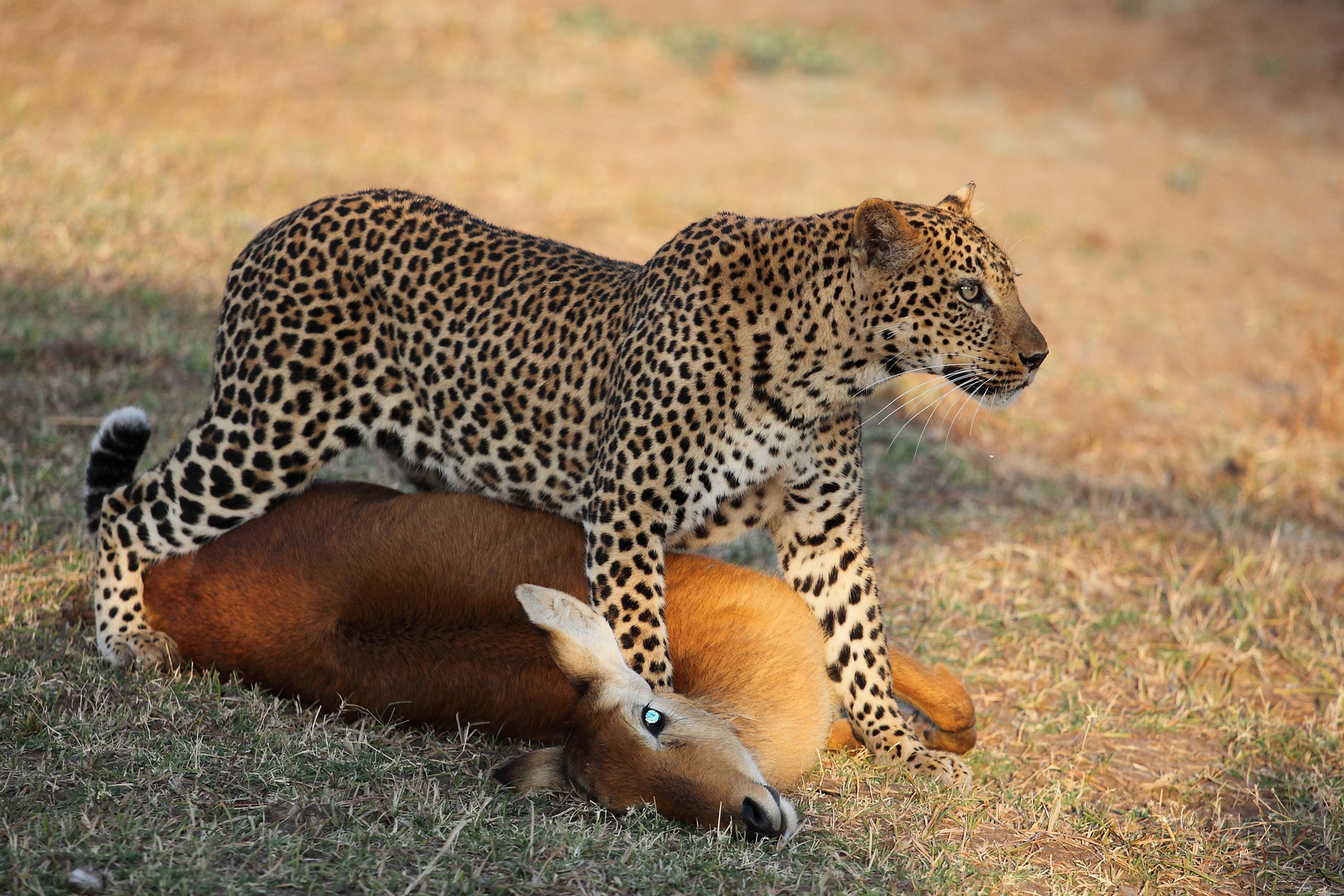 Leopard mit erlegter Antilope (Puku)