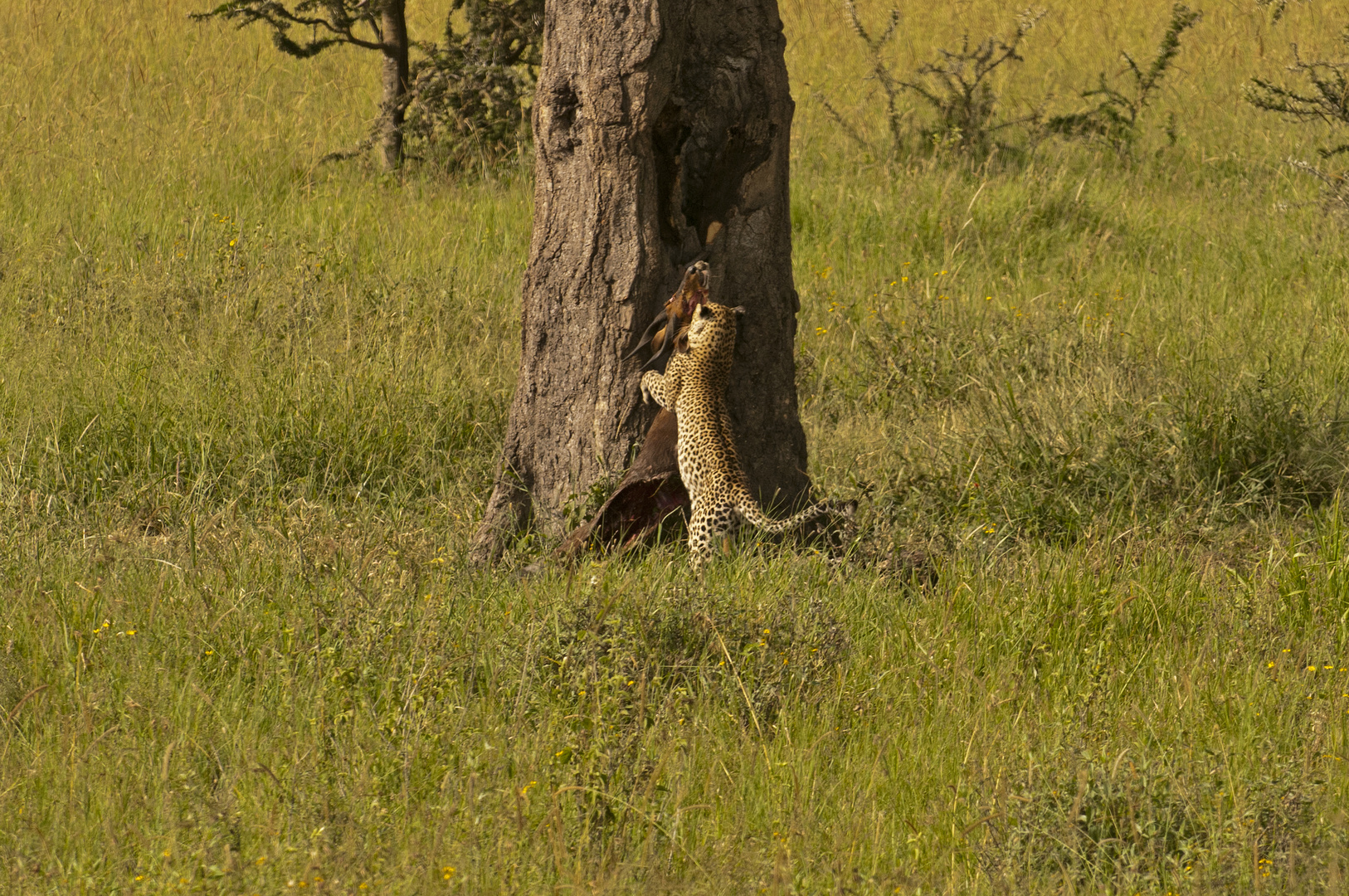 Leopard mit Fang