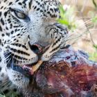 Leopard mit Imbiss