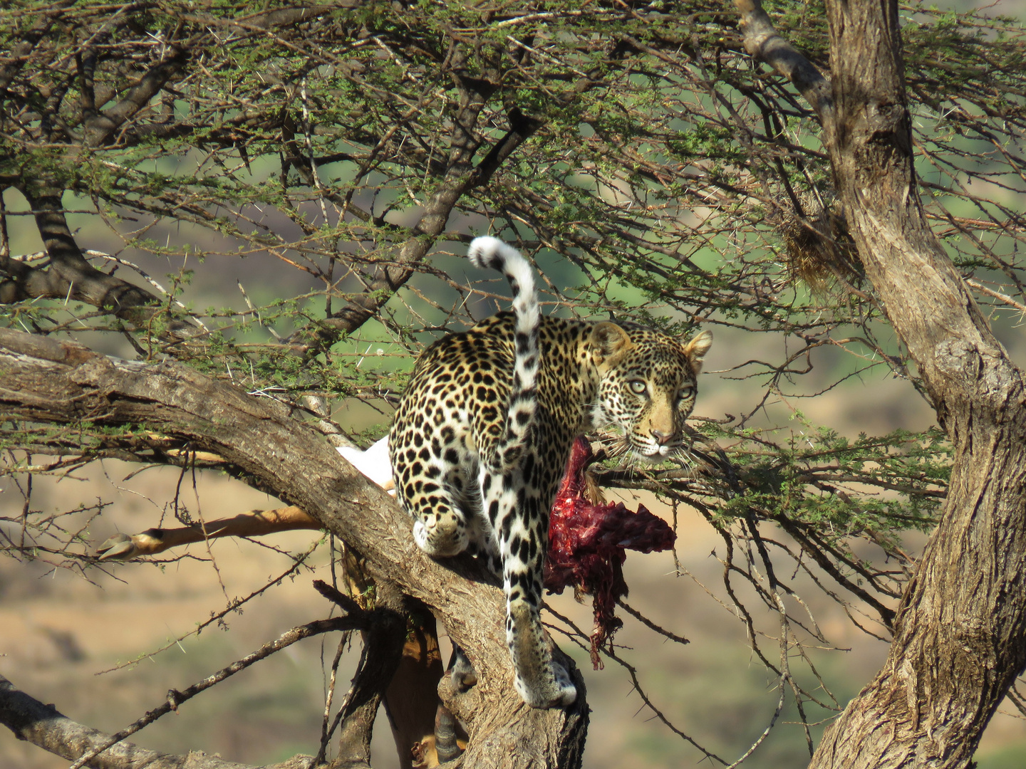 Leopard mit Impala als Beute