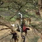 Leopard mit Impala als Beute