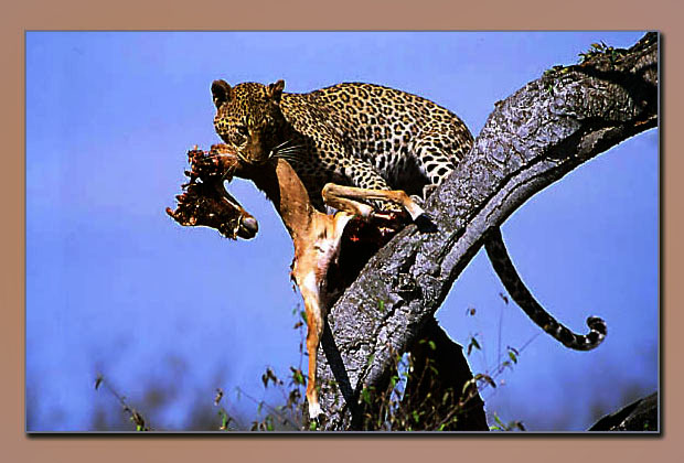 Leopard mit Kill