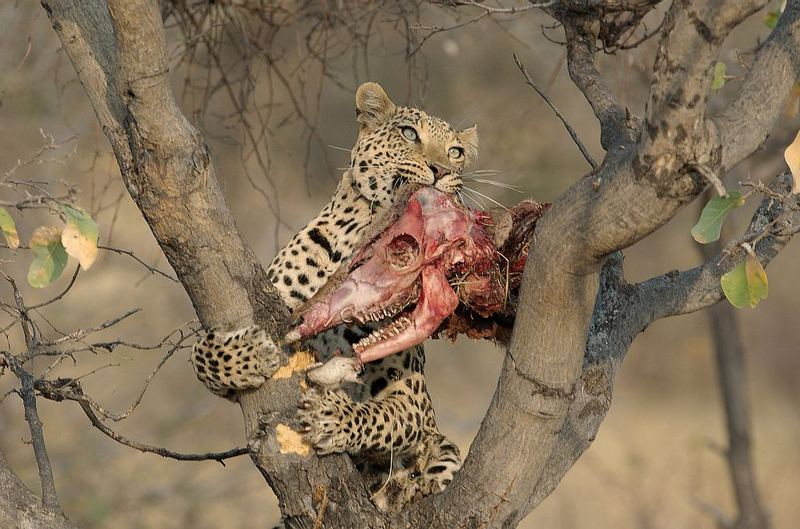 Leopard mit Kudu