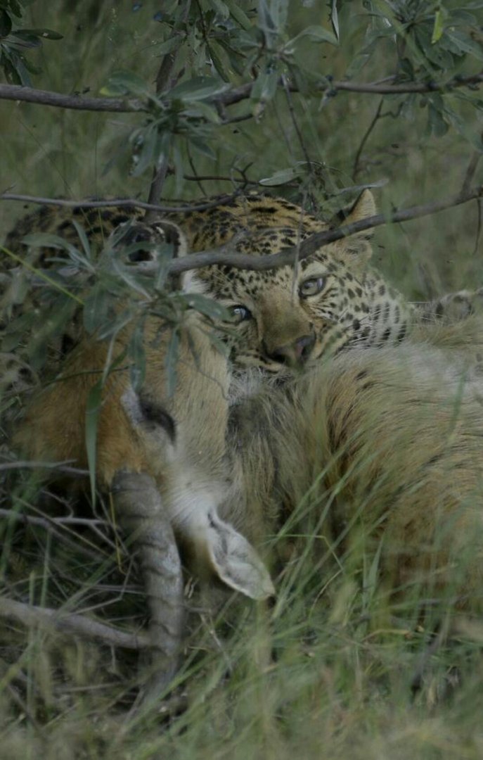 Leopard mit Letchwe Kill